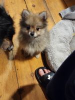 Pomeranian Puppies for sale in Fitzwilliam, NH, USA. price: NA