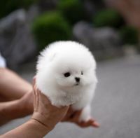 Pomeranian Puppies for sale in Los Angeles, CA, USA. price: $300