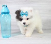 Pomeranian Puppies for sale in Los Angeles, CA, USA. price: $2,000