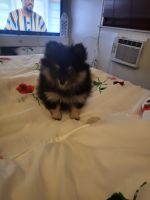 Pomeranian Puppies for sale in Los Angeles, CA, USA. price: $1,500