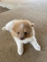 Pomeranian Puppies for sale in Gainesville, TX 76240, USA. price: $750