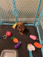 Pomeranian Puppies for sale in Fort Worth, TX 76134, USA. price: $1,000