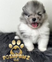 Pomeranian Puppies for sale in Albany, NY, USA. price: $3,000