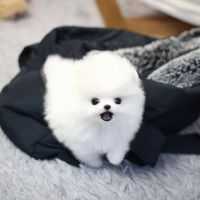 Pomeranian Puppies for sale in Ottawa Ave, West Vancouver, BC, Canada. price: NA