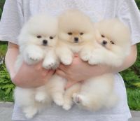 Pomeranian Puppies for sale in ON-401, Ontario, Canada. price: $500