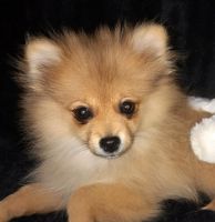Pomeranian Puppies for sale in Woodsboro, TX 78393, USA. price: $750