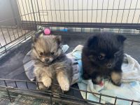 Pomeranian Puppies for sale in Venice, UT 84701, USA. price: $1,200