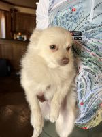 Pomeranian Puppies for sale in Heath, TX 75032, USA. price: $2,500