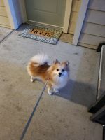 Pomeranian Puppies for sale in Clearwater, FL 33764, USA. price: $1,000