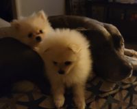 Pomeranian Puppies for sale in St Paul, MN 55118, USA. price: $1,400