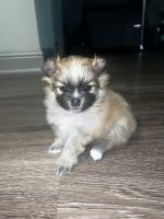 Pomeranian Puppies for sale in Jackson Township, NJ 08527, USA. price: $2,300