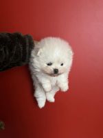 Pomeranian Puppies for sale in Tarzana, CA 91335, USA. price: $6,000