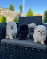 Pomeranian Puppies for sale in ON-401, Ontario, Canada. price: $400