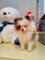 Pomeranian Puppies for sale in Fairfax, VA, USA. price: $2,800