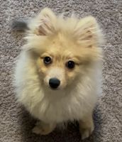 Pomeranian Puppies for sale in Birmingham, AL, USA. price: $800