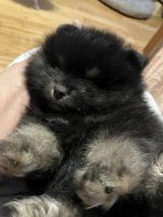 Pomeranian Puppies for sale in Parkersburg, WV, USA. price: $2,000