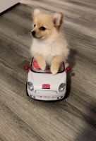 Pomeranian Puppies for sale in Los Angeles, California. price: $900