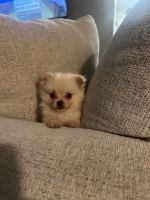 Pomeranian Puppies for sale in Los Angeles, California. price: $1,200