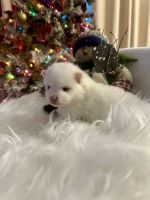 Pomeranian Puppies for sale in Uniontown, PA 15401, USA. price: $1,800
