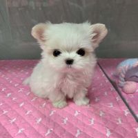 Pomeranian Puppies for sale in Los Angeles, CA, USA. price: $500