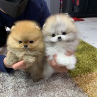Pomeranian Puppies for sale in Los Angeles, CA, USA. price: $500