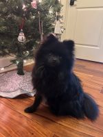 Pomeranian Puppies for sale in Westminster, Colorado. price: $1,000