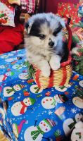 Pomeranian Puppies for sale in Monterey, CA, USA. price: $2,000