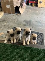 Pomeranian Puppies for sale in Kansas City, Missouri. price: $300