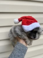 Pomeranian Puppies for sale in Kissimmee, Florida. price: $2,000