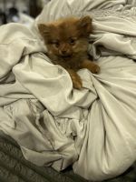 Pomeranian Puppies for sale in Philadelphia, PA, USA. price: $1,450