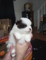 Pomeranian Puppies for sale in Corpus Christi, Texas. price: $800