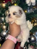 Pomeranian Puppies for sale in Los Angeles, California. price: $3,500