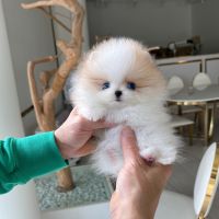 Pomeranian Puppies for sale in Baltimore, Maryland. price: $300