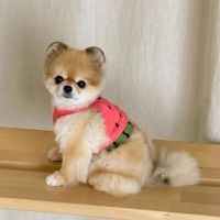 Pomeranian Puppies for sale in New York City, New York. price: $500