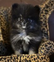 Pomeranian Puppies for sale in Trinity, TX 75862, USA. price: $2,300