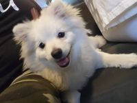 Pomeranian Puppies for sale in Downey, California. price: $850