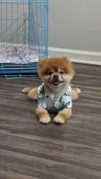 Pomeranian Puppies for sale in Lawrenceville, Georgia. price: $1,200