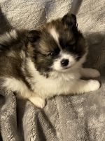 Pomeranian Puppies for sale in Summer Shade, KY 42166, USA. price: $700