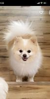 Pomeranian Puppies for sale in Sterling Heights, Michigan. price: $500