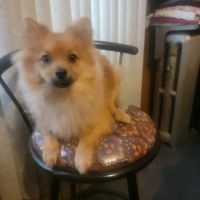 Pomeranian Puppies for sale in Brooklyn, New York. price: $500