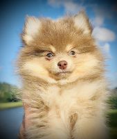 Pomeranian Puppies for sale in Davie, Florida. price: $2,500