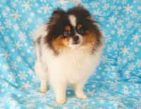 Pomeranian Puppies for sale in Forsyth County, GA, USA. price: $1,850