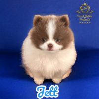 Pomeranian Puppies for sale in New Oxford, Pennsylvania. price: $1,800