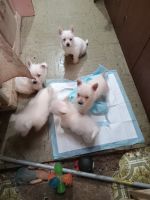 Pomeranian Puppies for sale in Chattanooga, Tennessee. price: $500