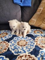 Pomeranian Puppies for sale in Sioux Falls, SD, USA. price: $2,000