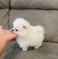 Pomeranian Puppies for sale in Los Angeles, California. price: $500