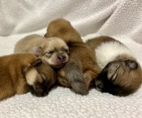 Pomeranian Puppies for sale in Jacksonville, Florida. price: $1,950