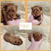 Pomeranian Puppies for sale in MacOmb, Oklahoma. price: $800