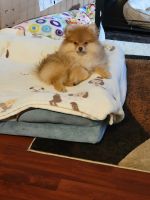Pomeranian Puppies for sale in San Diego, California. price: $800