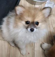 Pomeranian Puppies for sale in Lancaster, California. price: NA